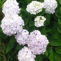 花言葉一覧 花言葉500種と誕生日の花